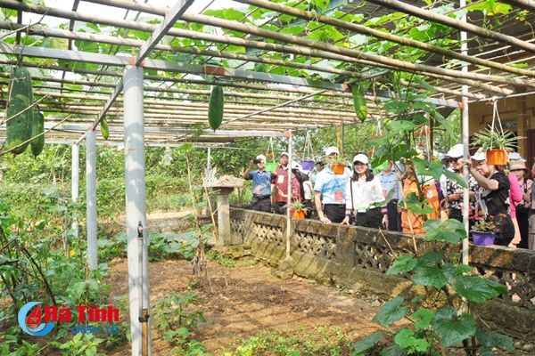 dai bieu ca nuoc an tuong voi nhung kdc kieu mau vuon mau ha tinh