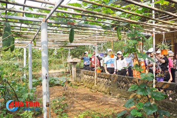 dai bieu ca nuoc an tuong voi nhung kdc kieu mau vuon mau ha tinh