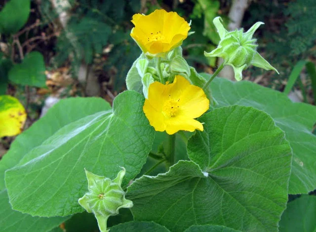 8 bai thuoc dan gian chua sot xuat huyet