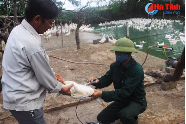 nhieu dia phuong chua trien khai tiem phong gia suc gia cam