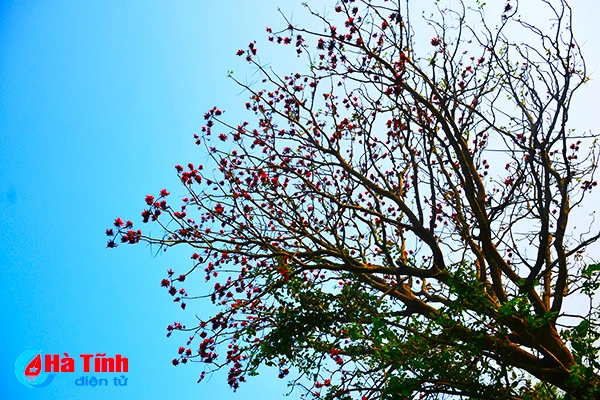 hoa vong nem thap lua dau he o ha tinh