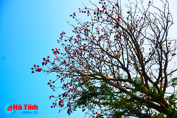 hoa vong nem thap lua dau he o ha tinh