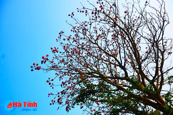 hoa vong nem thap lua dau he o ha tinh