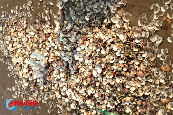 ngheu so tai vung bien cam xuyen chet hang loat do soc thoi tiet