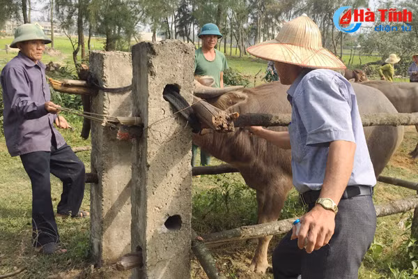nhieu dia phuong chua trien khai tiem phong gia suc gia cam