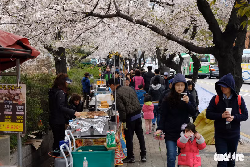 hoa anh dao no rop troi hut hon gioi tre seoul