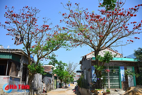 hoa vong nem thap lua dau he o ha tinh
