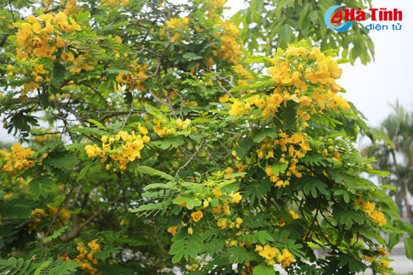 ruc sac hoa diep vang giua long tp ha tinh