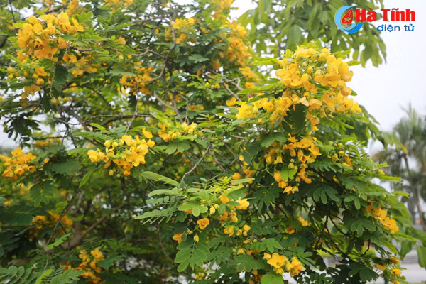 ruc sac hoa diep vang giua long tp ha tinh