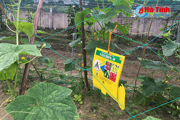 Khu dân cư kiểu mẫu, vườn mẫu (Bài 3:) Đến Hà Tĩnh, xem những “kỹ sư chân đất” làm vườn mẫu ảnh 4 Khu dân cư kiểu mẫu, vườn mẫu (Bài 3:) Đến Hà Tĩnh, xem những “kỹ sư chân đất” làm vườn mẫu