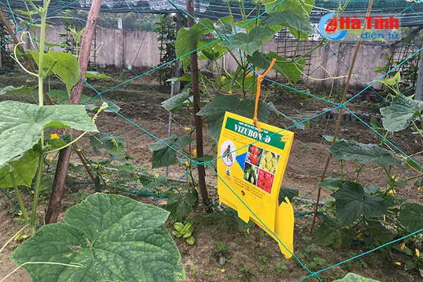 Khu dân cư kiểu mẫu, vườn mẫu (Bài 3:) Đến Hà Tĩnh, xem những “kỹ sư chân đất” làm vườn mẫu