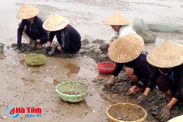 ngheu so tai vung bien cam xuyen chet hang loat do soc thoi tiet