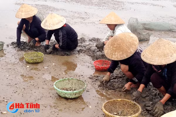 ngheu so tai vung bien cam xuyen chet hang loat do soc thoi tiet