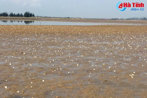 ngheu so tai vung bien cam xuyen chet hang loat do soc thoi tiet