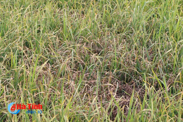 giong lua vtna2 vtna6 moi lua benh dao on co bong