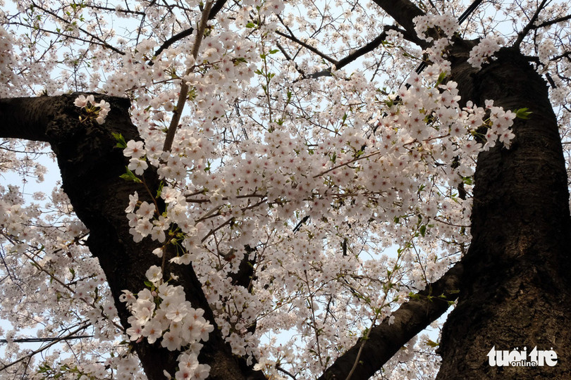 Hoa anh đào nở rợp trời hút hồn giới trẻ Seoul ảnh 15 hoa anh dao no rop troi hut hon gioi tre seoul