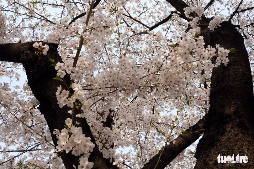 hoa anh dao no rop troi hut hon gioi tre seoul