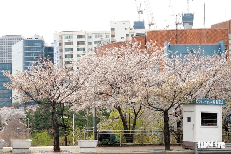 Hoa anh đào nở rợp trời hút hồn giới trẻ Seoul ảnh 1 hoa anh dao no rop troi hut hon gioi tre seoul