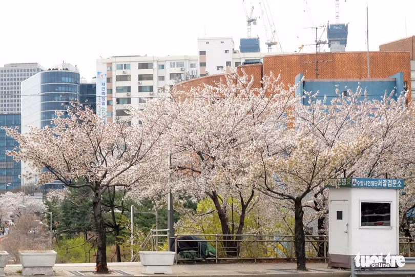 hoa anh dao no rop troi hut hon gioi tre seoul