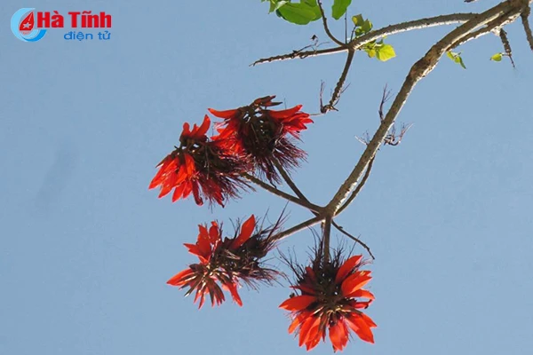 hoa vong nem thap lua dau he o ha tinh