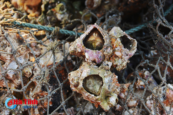 tach vo son nghe thoi vu thu nhap chinh