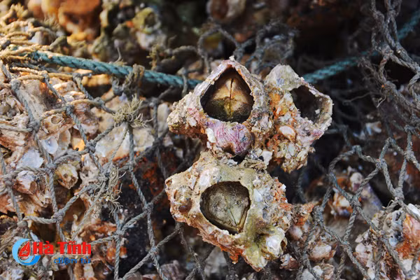 tach vo son nghe thoi vu thu nhap chinh