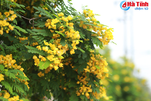 ruc sac hoa diep vang giua long tp ha tinh