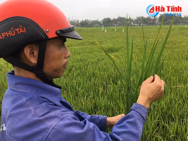giong lua vtna2 vtna6 moi lua benh dao on co bong