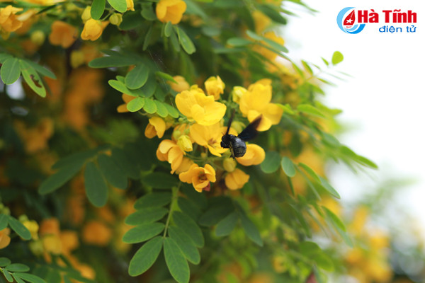 ruc sac hoa diep vang giua long tp ha tinh