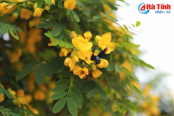 ruc sac hoa diep vang giua long tp ha tinh