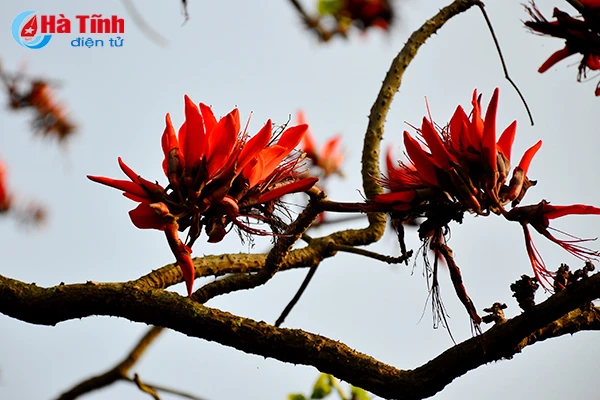 hoa vong nem thap lua dau he o ha tinh