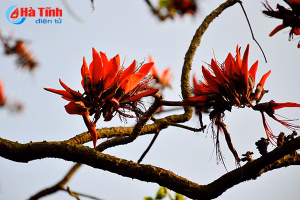 hoa vong nem thap lua dau he o ha tinh