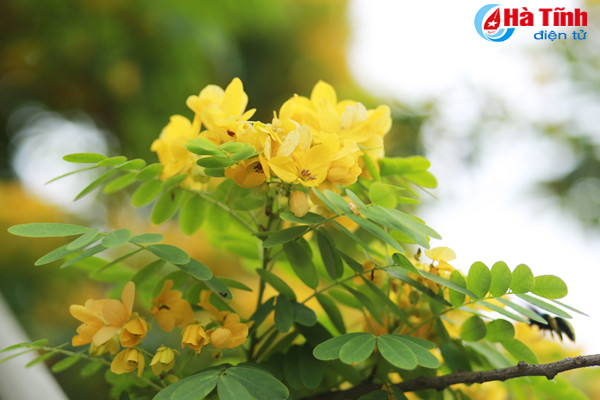 ruc sac hoa diep vang giua long tp ha tinh