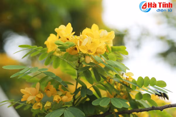 ruc sac hoa diep vang giua long tp ha tinh