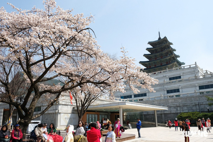 Hoa anh đào nở rợp trời hút hồn giới trẻ Seoul ảnh 9 hoa anh dao no rop troi hut hon gioi tre seoul