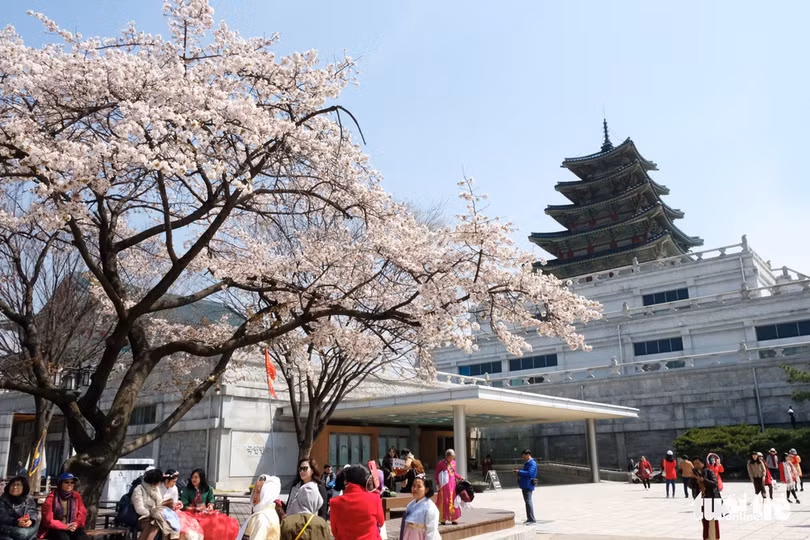 hoa anh dao no rop troi hut hon gioi tre seoul