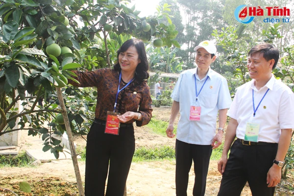 dai bieu ca nuoc an tuong voi nhung kdc kieu mau vuon mau ha tinh