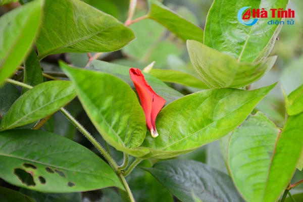 hoa vong nem thap lua dau he o ha tinh