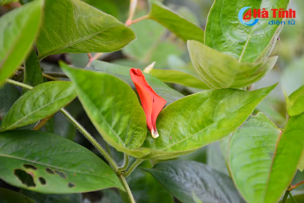 hoa vong nem thap lua dau he o ha tinh