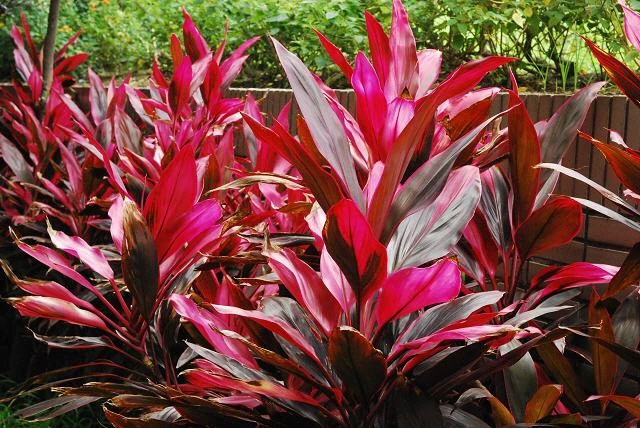 8 bai thuoc dan gian chua sot xuat huyet