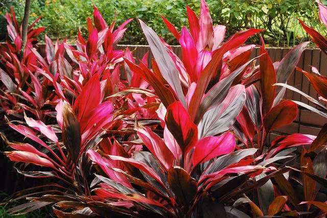 8 bai thuoc dan gian chua sot xuat huyet