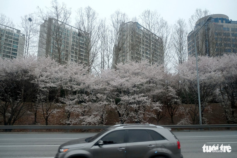 Hoa anh đào nở rợp trời hút hồn giới trẻ Seoul ảnh 7 hoa anh dao no rop troi hut hon gioi tre seoul