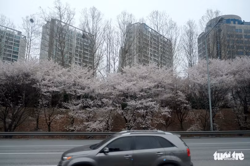 hoa anh dao no rop troi hut hon gioi tre seoul