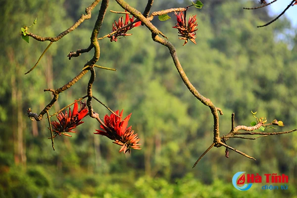 hoa vong nem thap lua dau he o ha tinh