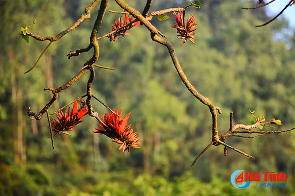hoa vong nem thap lua dau he o ha tinh