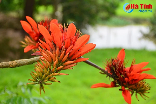 hoa vong nem thap lua dau he o ha tinh