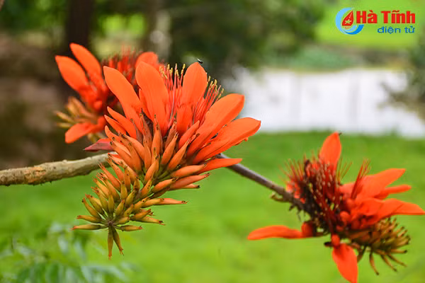 hoa vong nem thap lua dau he o ha tinh