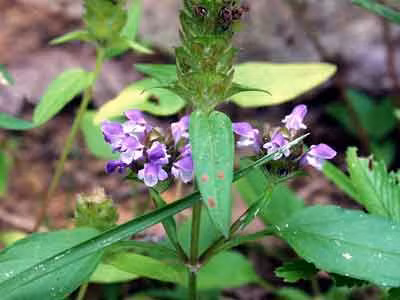 8 bai thuoc dan gian chua sot xuat huyet