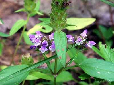 8 bai thuoc dan gian chua sot xuat huyet