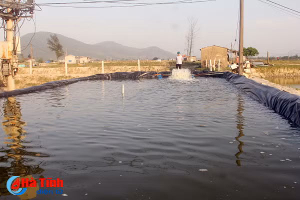 ron rang dam tom dau vu